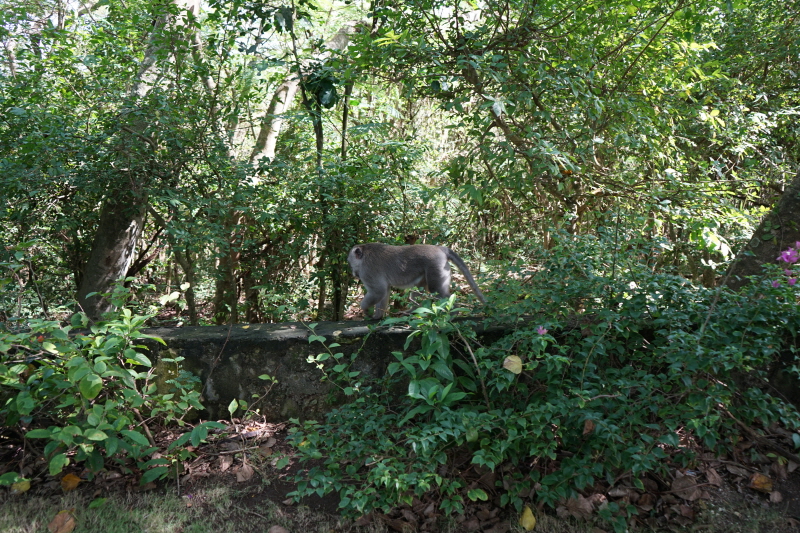 울루와뚜 사원 원숭이