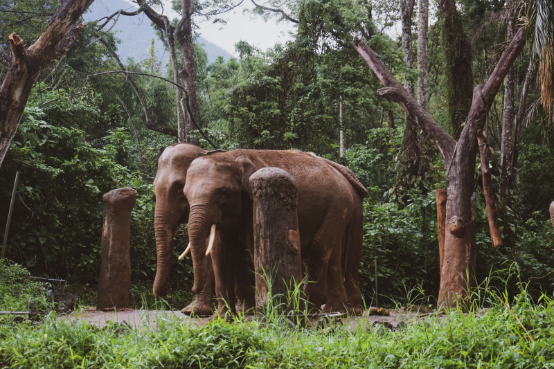 bogor 따만 사파리