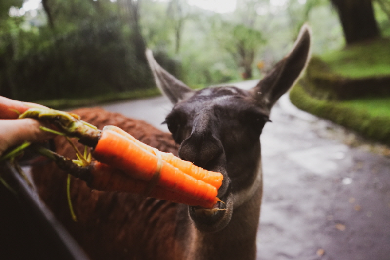 타만 사파리 먹이주기