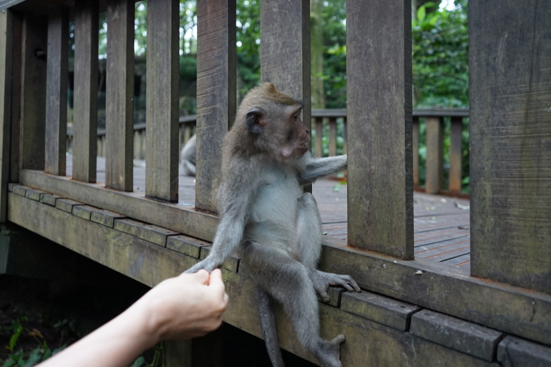 몽키 포레스트 원숭이