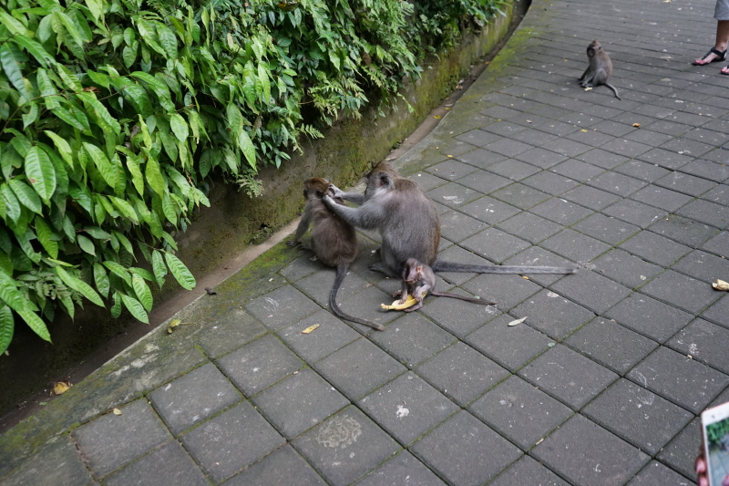 몽키 포레스트 원숭이