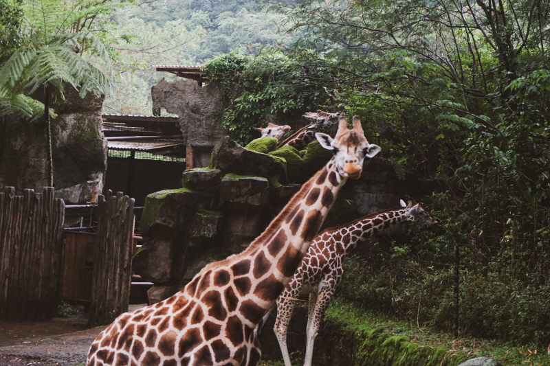 Jakarta Taman Safari