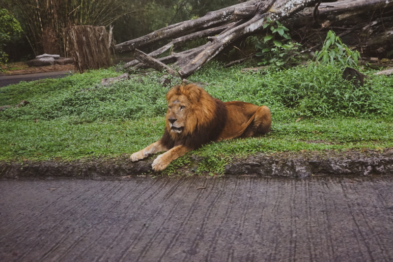 보고르 따만 사파리 사자