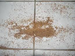 시멘트를 먹는 흰개미 시멘트를 먹는 흰개미