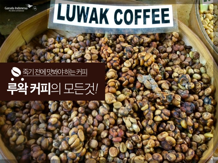 인도네시아 루왁커피 인도네시아 루왁커피