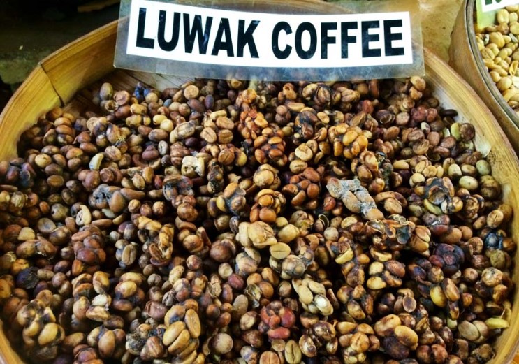 루왁커피 가격 루왁커피 가격