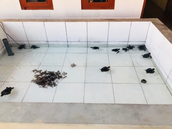 발리 거북이 섬