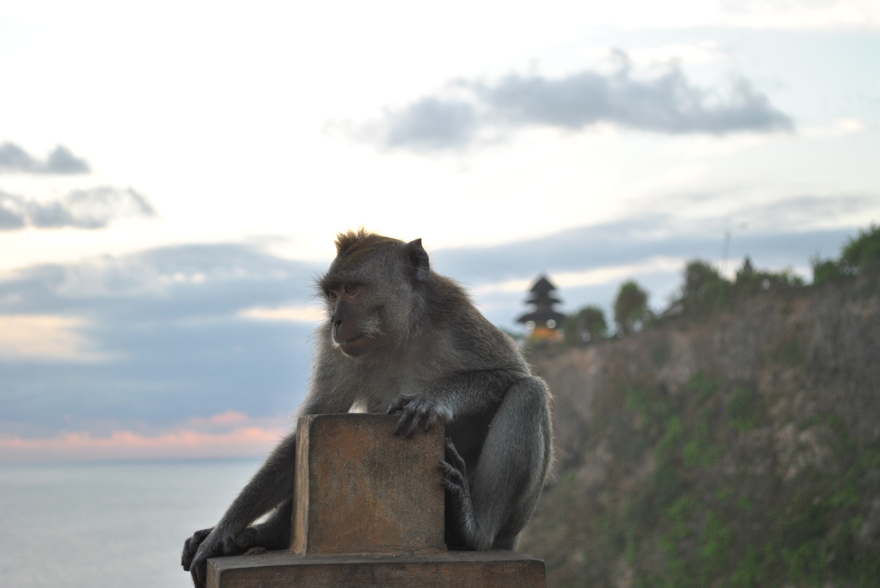 발리 원숭이 발리 원숭이
