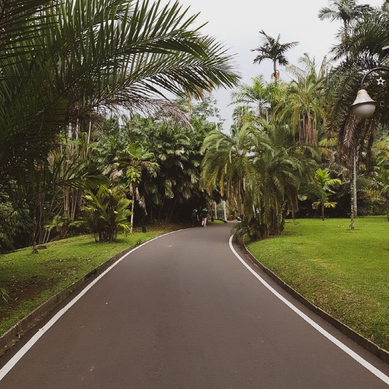자카르타 식물원