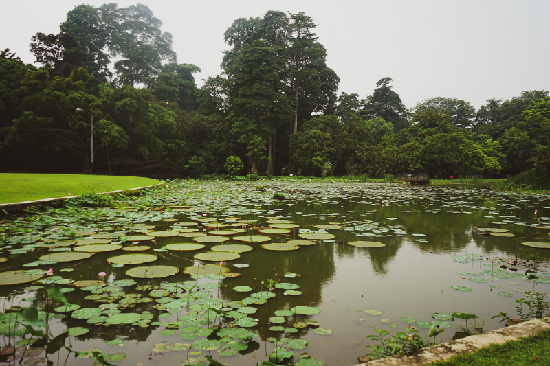 보고르 연꽃 정원