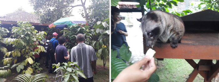 사향고양이 농장 사향고양이 농장