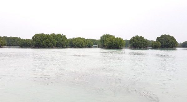 맹그로브 숲 맹그로브 숲