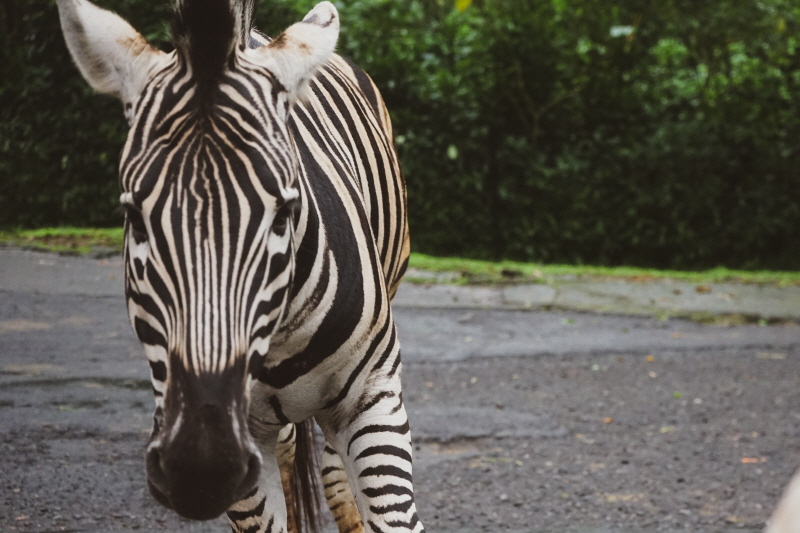 인도네시아 동물원 얼룩말