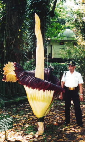 인도네시아 시체꽃