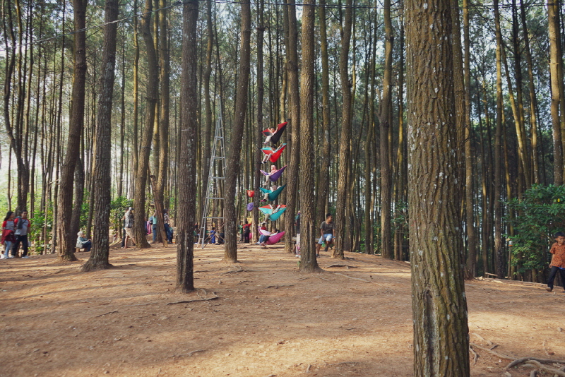 족자카르타 후딴 피누스