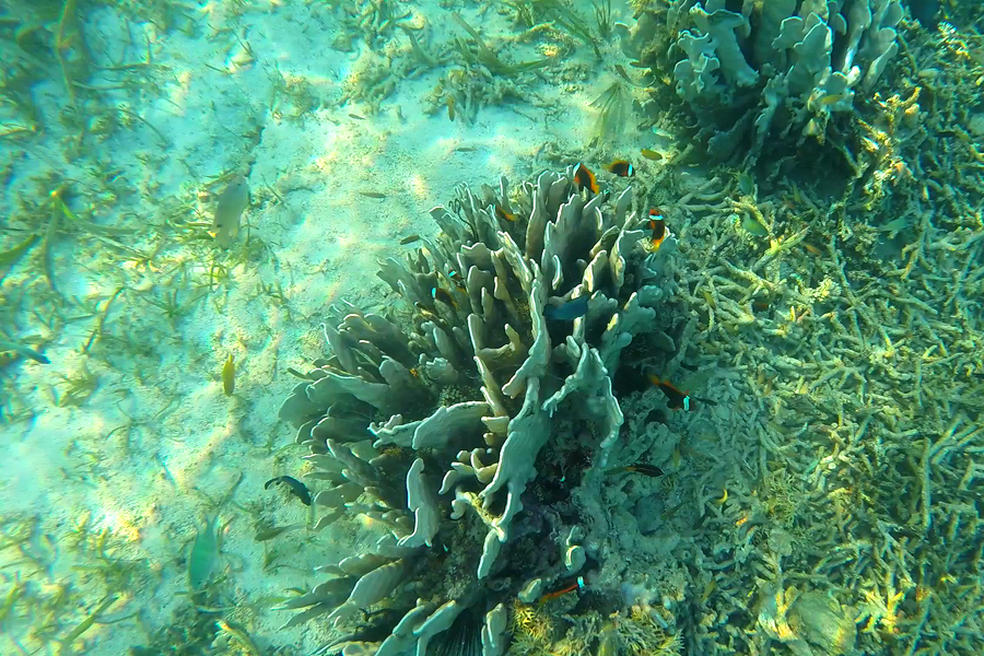 스노클링 스노클링