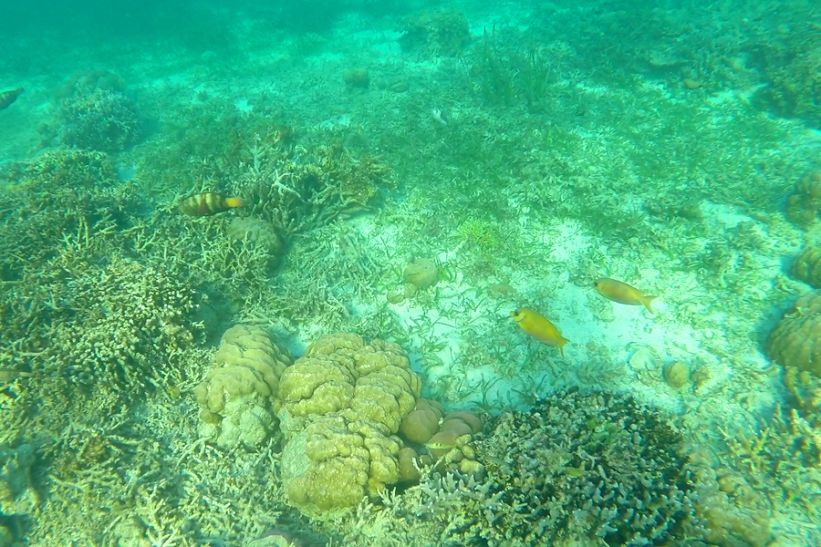 코모도섬 스노클링 코모도섬 스노클링