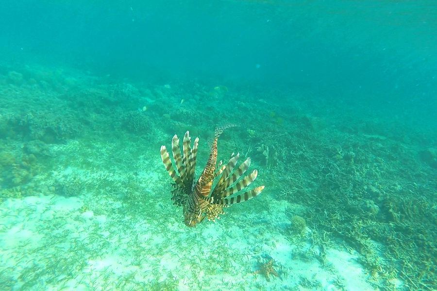 라이언피쉬 라이언피쉬