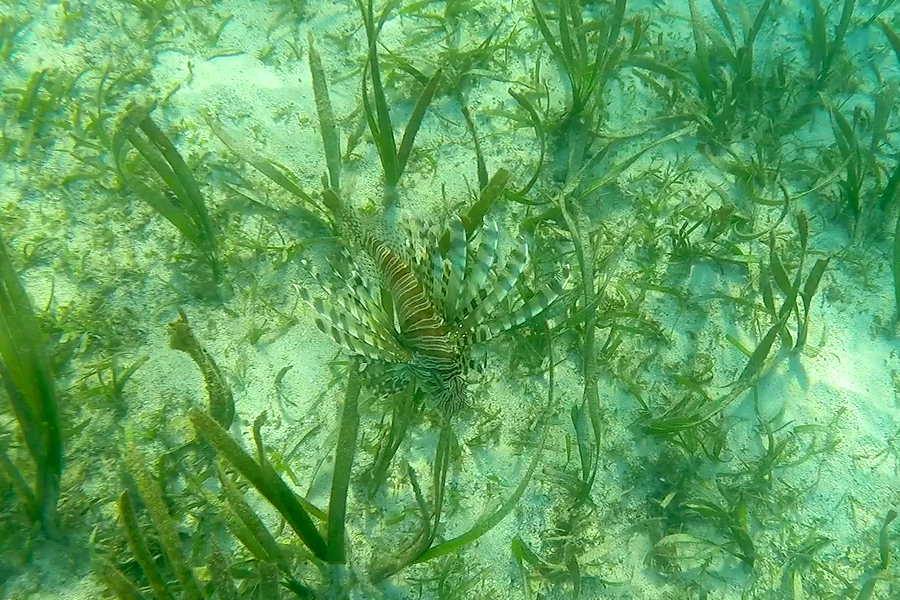 쏠배감펭 쏠배감펭