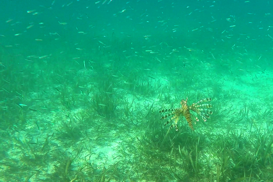 쏠배감펭 쏠배감펭