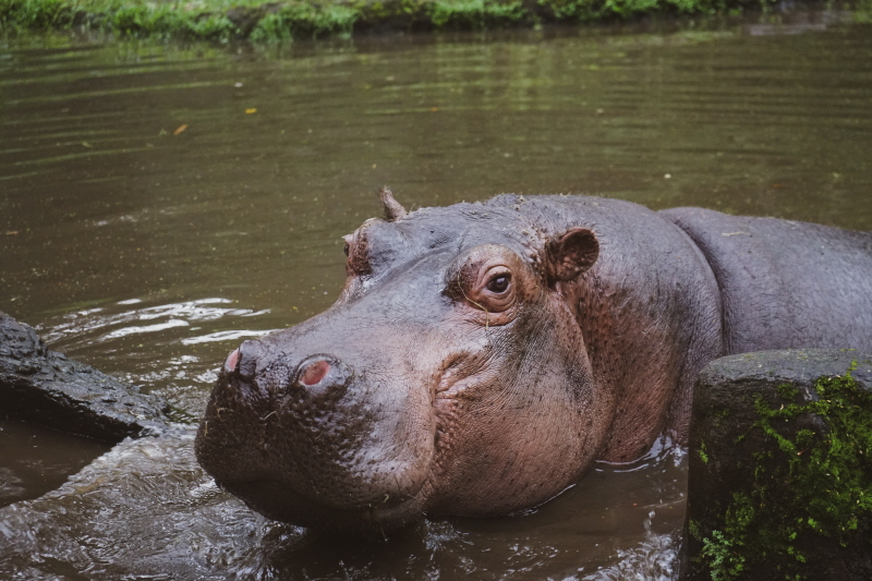 자카르타 여행지 타만 사파리